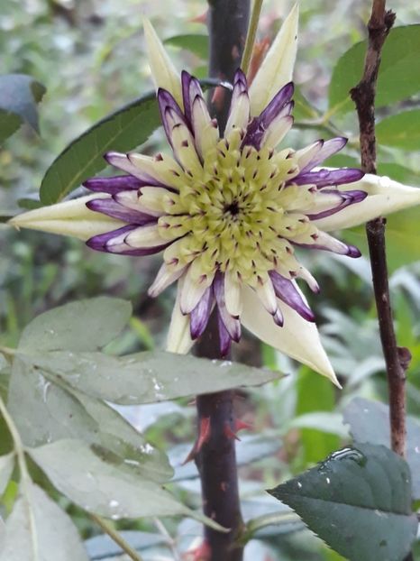  - Clematite