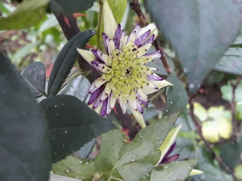  - Clematite