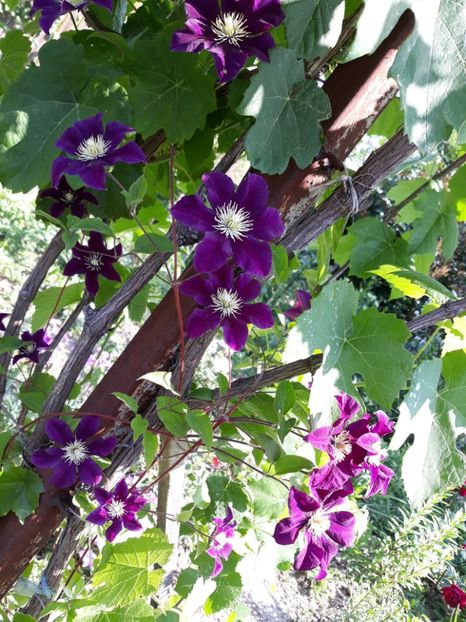  - Clematite