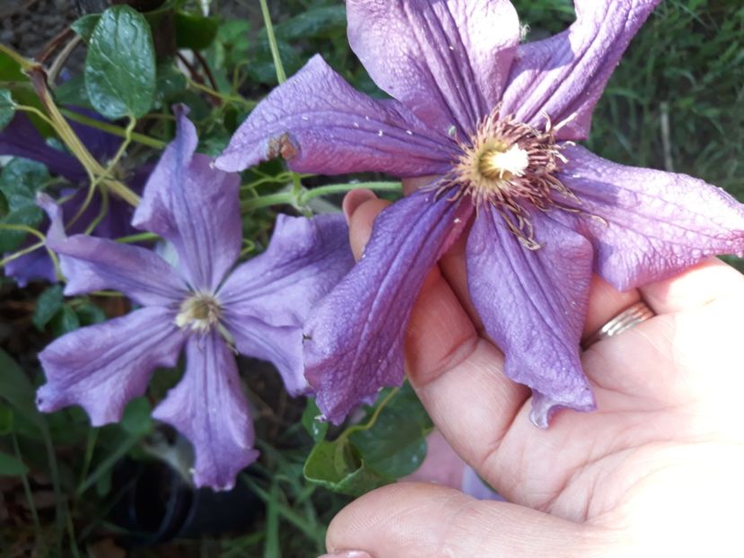  - Clematite