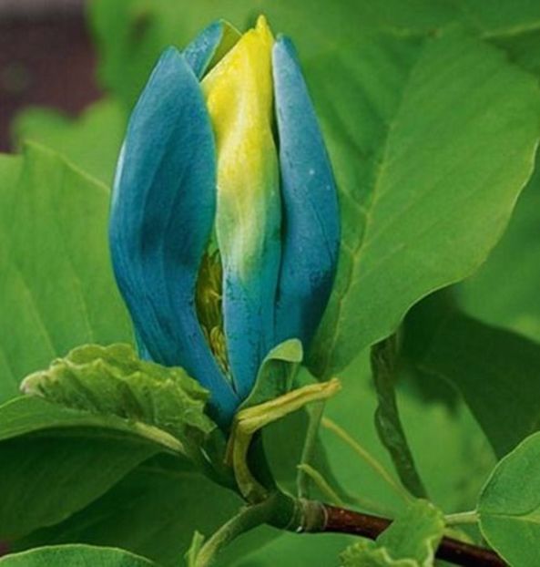 Magnolie Albastra BLUE OPAL - 03 - MAGNOLII