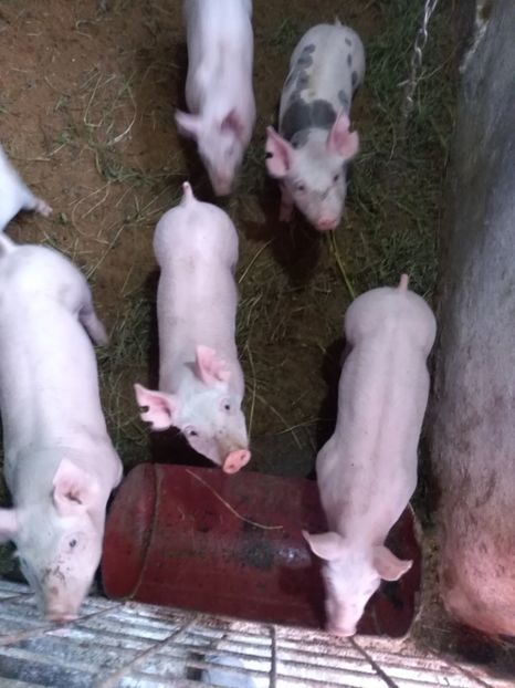  - Purcei martie 2019