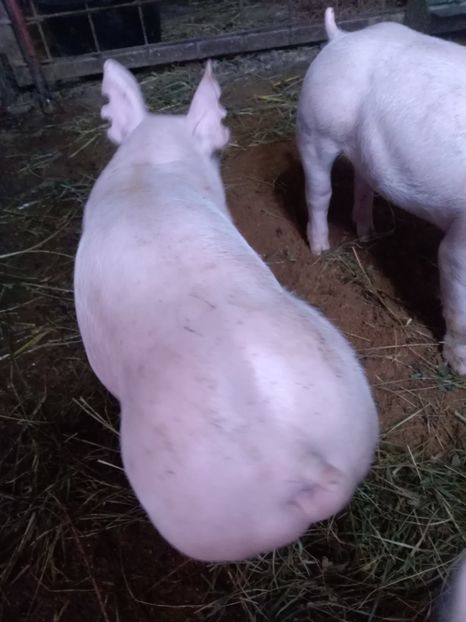  - Purcei martie 2019