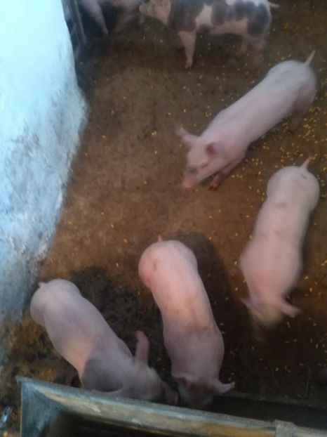  - Purcei martie 2019