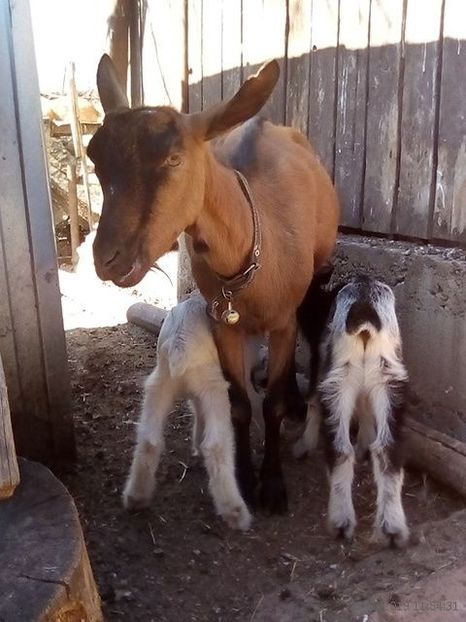  - b 1 2 ieduti bambi 2019