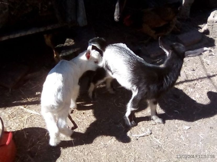  - b 1 2 ieduti bambi 2019