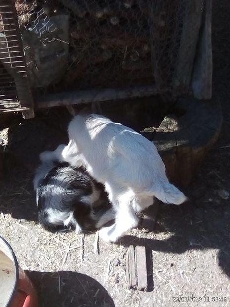  - b 1 2 ieduti bambi 2019