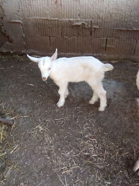  - b 1 2 ieduti bambi 2019