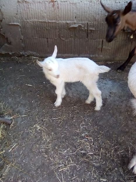  - b 1 2 ieduti bambi 2019