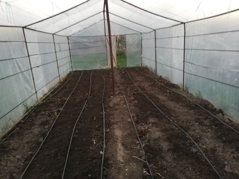  - 0-2019 - De prin curte