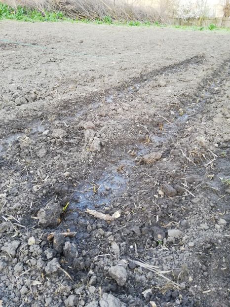  - 0-2019 - De prin curte