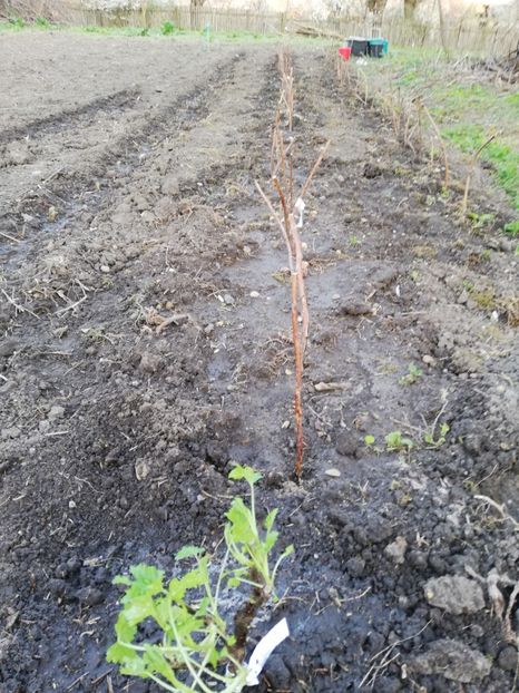  - 0-2019 - De prin curte