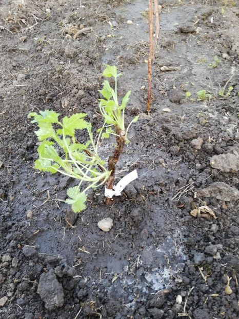  - 0-2019 - De prin curte