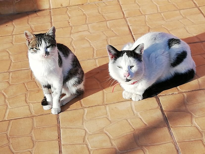  - 0-2019 - De prin curte