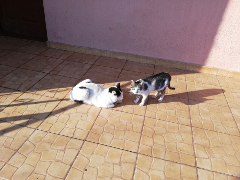  - 0-2019 - De prin curte