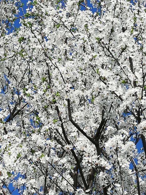  - 0-2019 - De prin curte