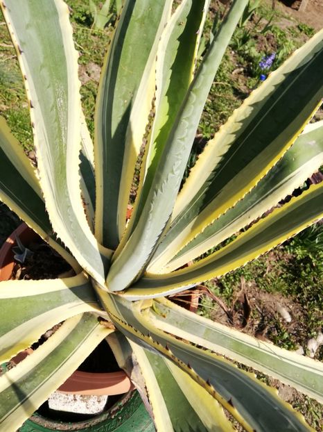  - 0-2019 - De prin curte