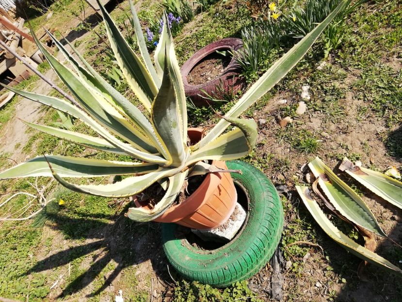  - 0-2019 - De prin curte