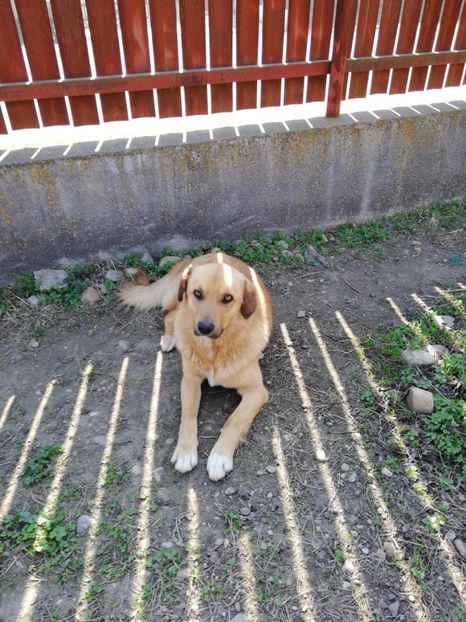  - 0-2019 - De prin curte