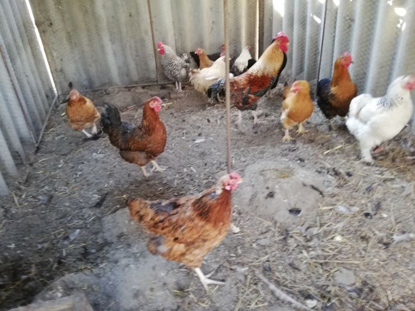  - 0-2019 - De prin curte