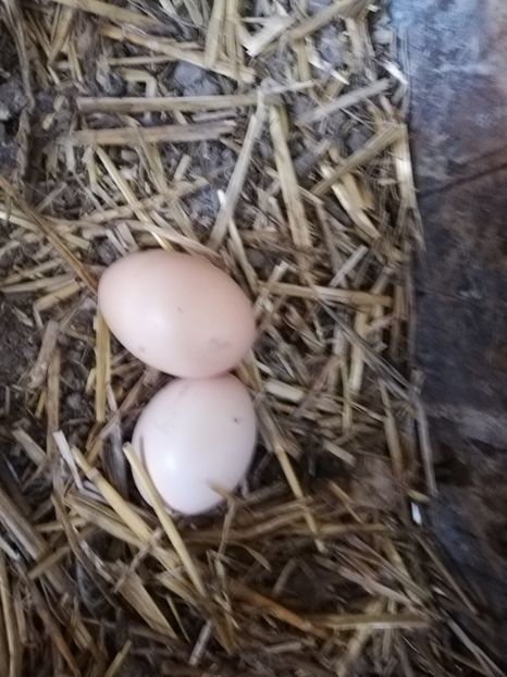  - 0-2019 - De prin curte