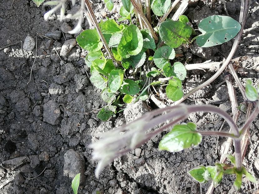  - 0-2019 - De prin curte