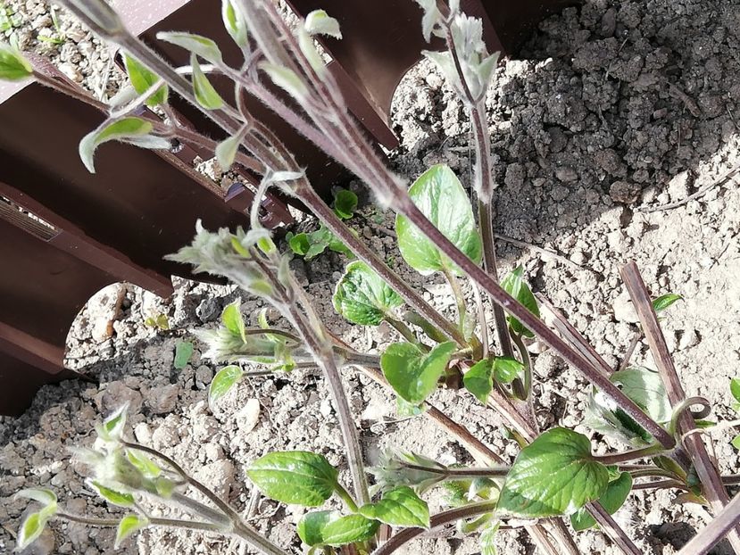  - 0-2019 - De prin curte