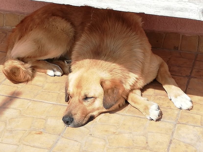  - 0-2019 - De prin curte