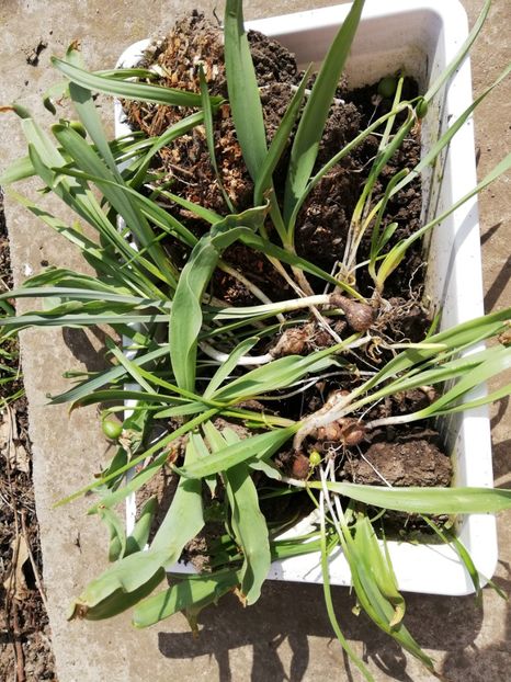  - 0-2019 - De prin curte