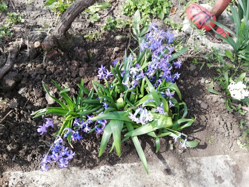  - 0-2019 - De prin curte