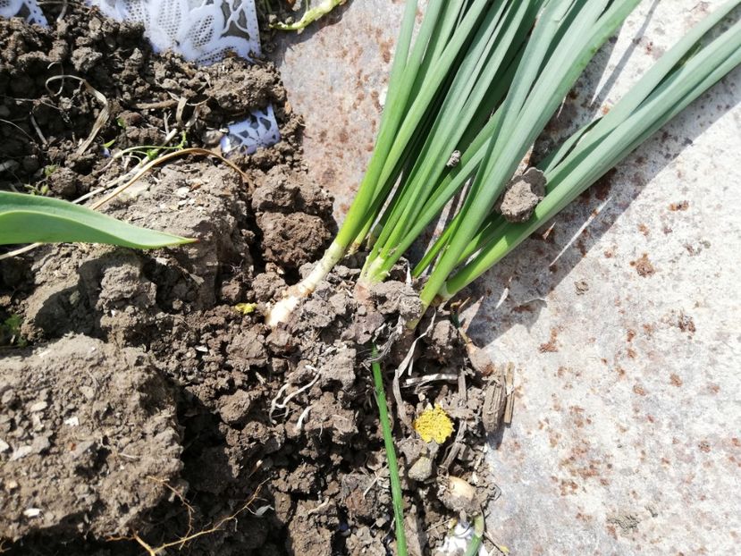  - 0-2019 - De prin curte