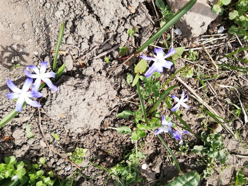  - 0-2019 - De prin curte