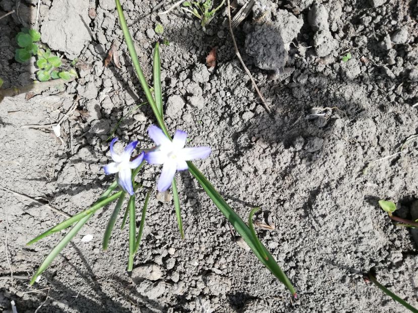  - 0-2019 - De prin curte