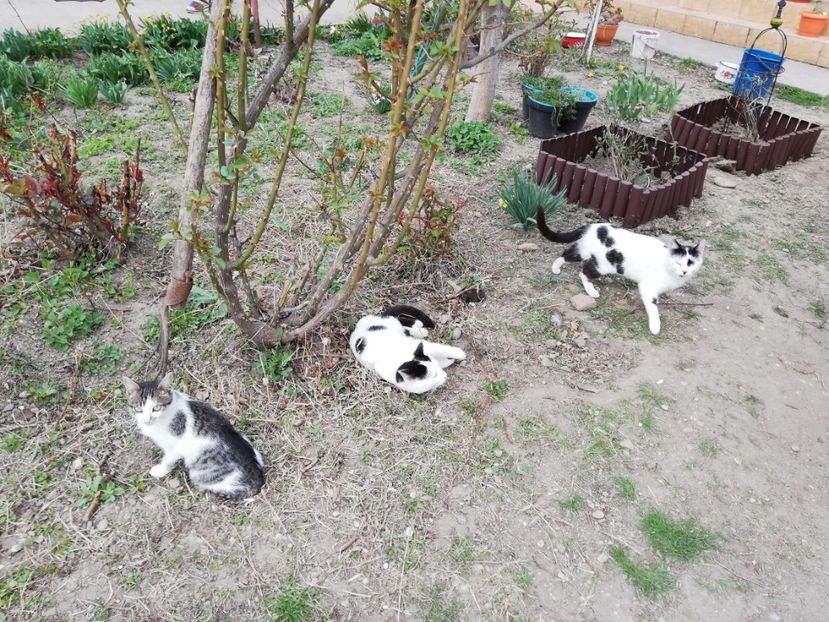  - 0-2019 - De prin curte