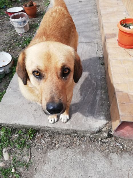  - 0-2019 - De prin curte