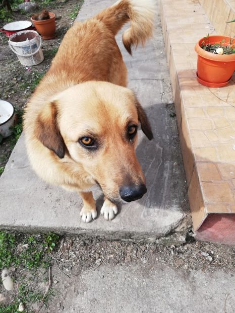  - 0-2019 - De prin curte