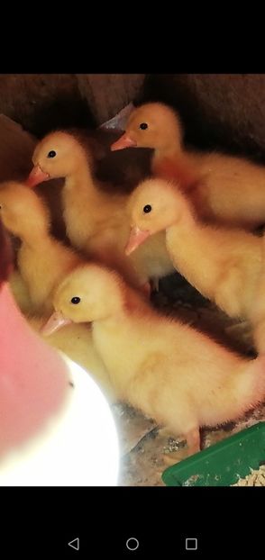 Screenshot_20190322-210342 - 0-2019 - De prin curte