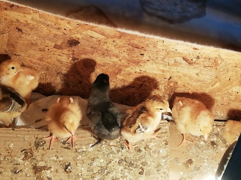  - 0-2019 - De prin curte