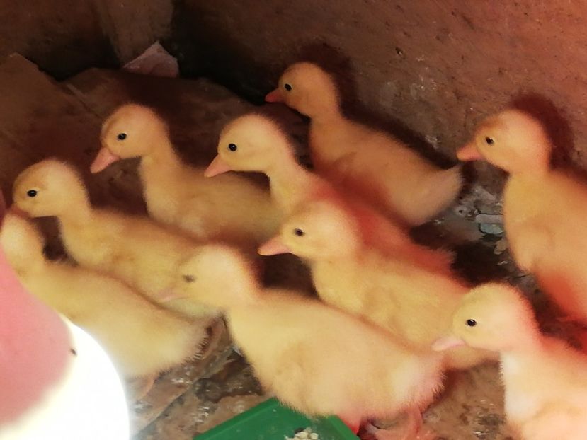  - 0-2019 - De prin curte