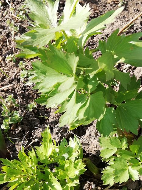  - 0-2019 - De prin curte