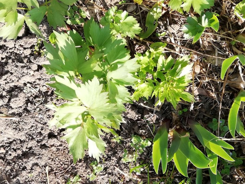  - 0-2019 - De prin curte