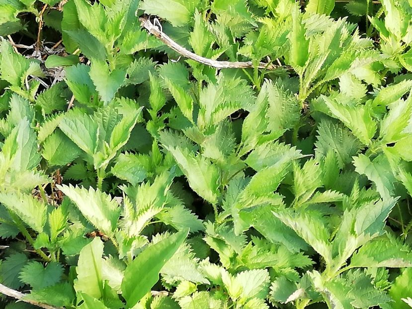  - 0-2019 - De prin curte