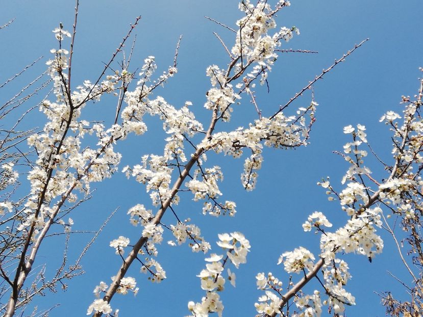  - 0-2019 - De prin curte