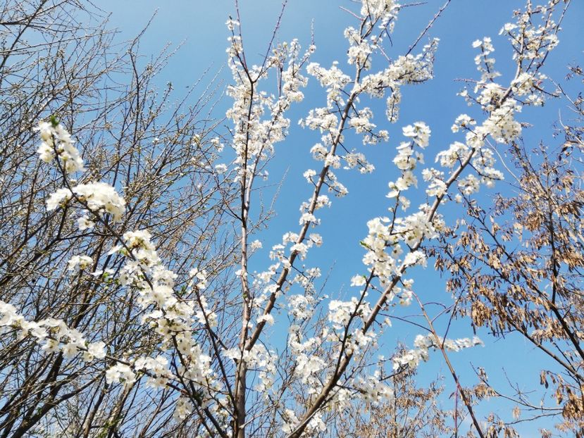  - 0-2019 - De prin curte