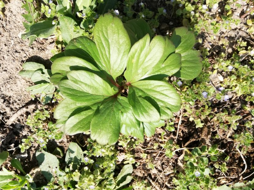  - 0-2019 - De prin curte