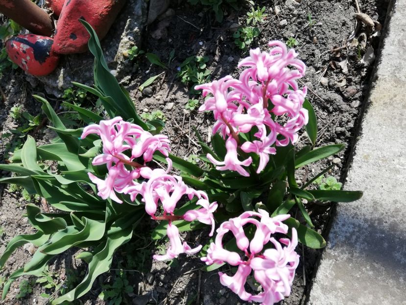  - 0-2019 - De prin curte