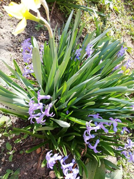  - 0-2019 - De prin curte