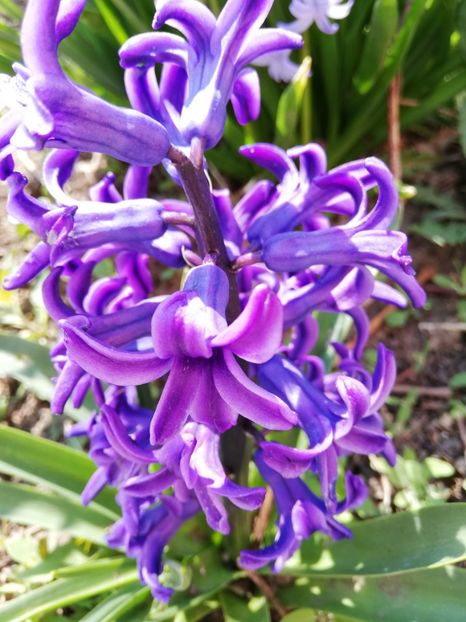  - 0-2019 - De prin curte