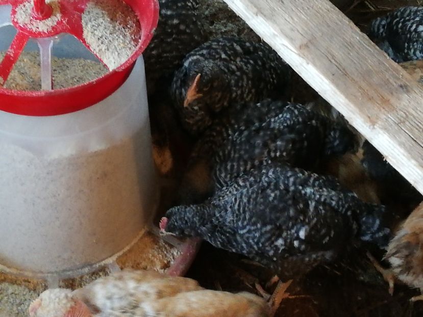  - 0-2019 - De prin curte