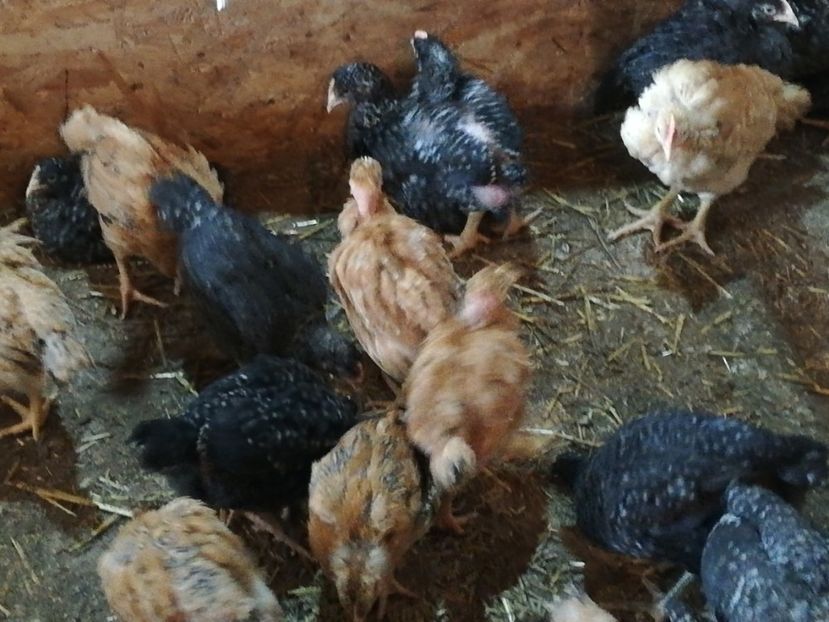  - 0-2019 - De prin curte